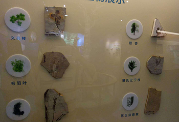 深海恐龙第 5 张图片
