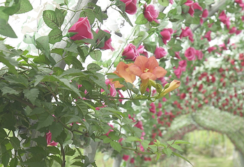 八台山恐龙世界第 19 张图片