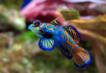 汕头海门莲花峰海洋文化馆第 12 张图片