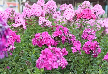 2019珍珠泉玫瑰采摘节第 28 张图片