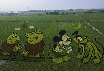 秋然稻作乐园第 2 张图片