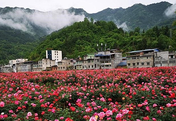 2019珍珠泉玫瑰采摘节第 2 张图片