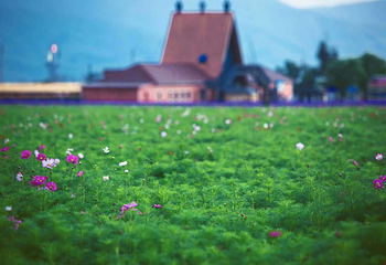 花海那拉提第 43 张图片