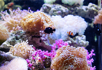 汕头海门莲花峰海洋文化馆第 6 张图片
