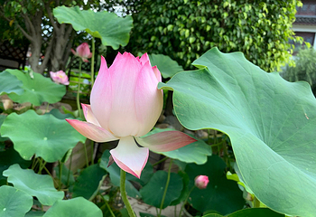 厦门园林博览苑第 70 张图片