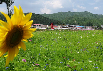 2019珍珠泉玫瑰采摘节第 9 张图片
