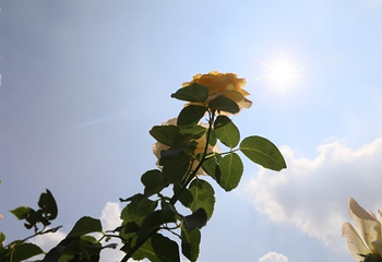 2019珍珠泉玫瑰采摘节第 27 张图片