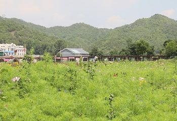 2019珍珠泉玫瑰采摘节第 21 张图片