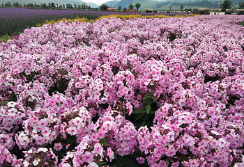 花海那拉提第 19 张图片