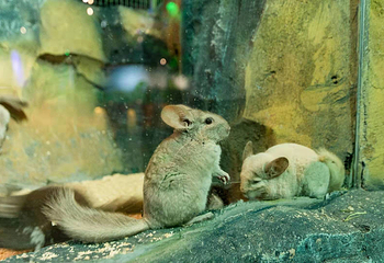 Cute zoo城市动物园第 2 张图片