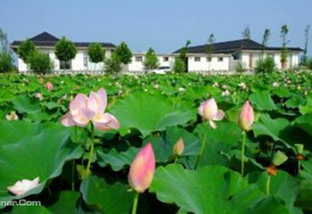日照荷仙子湿地风景区第 5 张图片