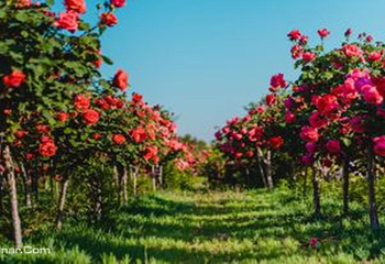 花都艺博园第 9 张图片