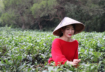 上茗轩红茶博物馆第 17 张图片