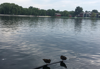 什刹海风景区第 2 张图片