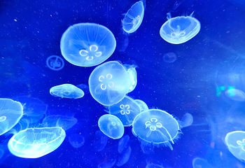 三亚亚特兰蒂斯失落的空间水族馆第 9 张图片