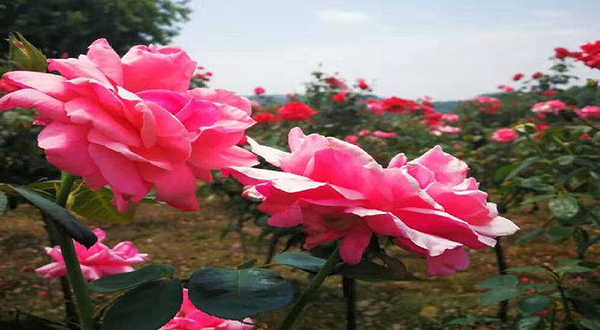 九江德安老山湾