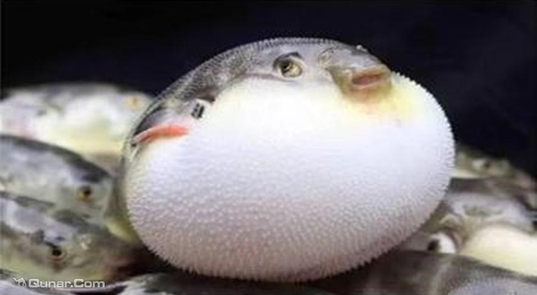 达尔文萌宠乐园