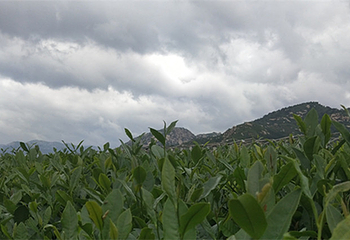 闾山茶园第 11 张图片