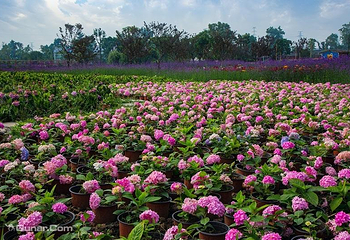 峨眉月南花乡第 7 张图片