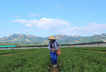 闾山茶园第 10 张图片