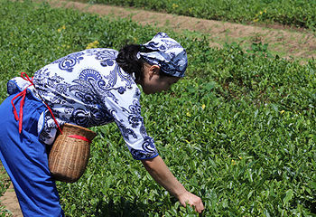 闾山茶园第 8 张图片