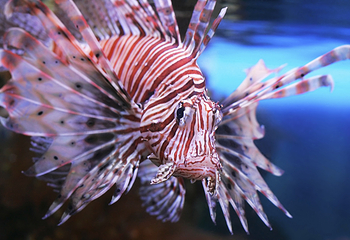 三亚亚特兰蒂斯失落的空间水族馆第 14 张图片