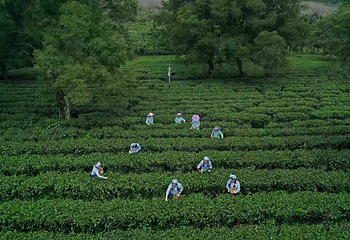 上茗轩红茶博物馆第 15 张图片