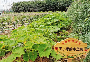 金贵牡丹花乡第 6 张图片