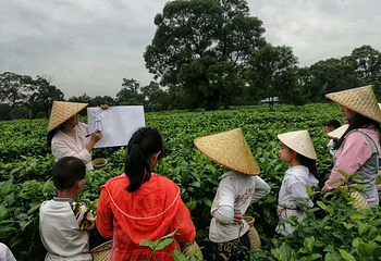 上茗轩红茶博物馆第 18 张图片