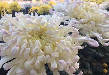 北京国际鲜花港第 19 张图片