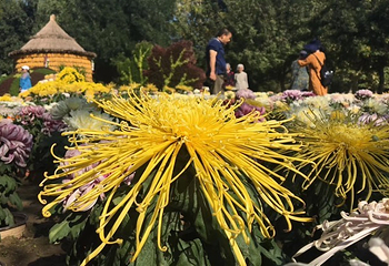 北京国际鲜花港第 24 张图片