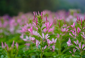 英山四季花海景区第 43 张图片
