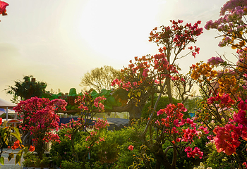 英山四季花海景区第 8 张图片