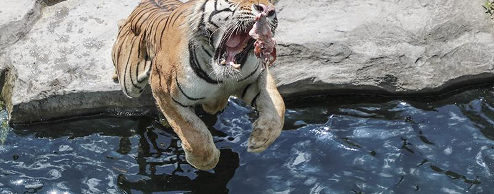 在"老虎扑食","飞熊山庄",小浣熊,小熊猫,节尾狐猴等展区,你可以边看