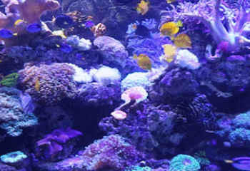 湘潭海昌海洋馆第 4 张图片
