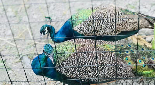 成都森林奇境亲子乐园