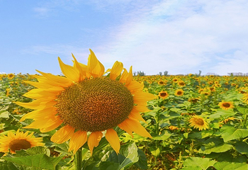 豪泽国际郁金香花海欢乐城第 4 张图片