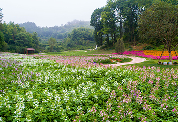 英山四季花海景区第 2 张图片