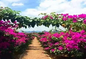 花台山景区第 10 张图片