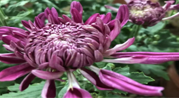 泾河菊文化嘉年华