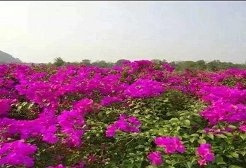 花台山景区第 12 张图片