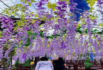 北京国际鲜花港第 5 张图片