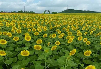 岫岩吉湾花海第 2 张图片