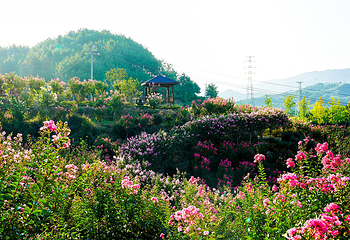英山四季花海景区第 32 张图片