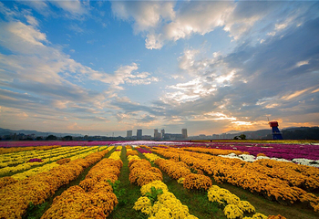 临湘市菊花博览园第 4 张图片