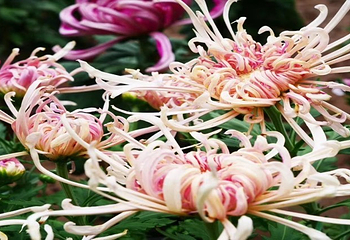 北京国际鲜花港第 31 张图片