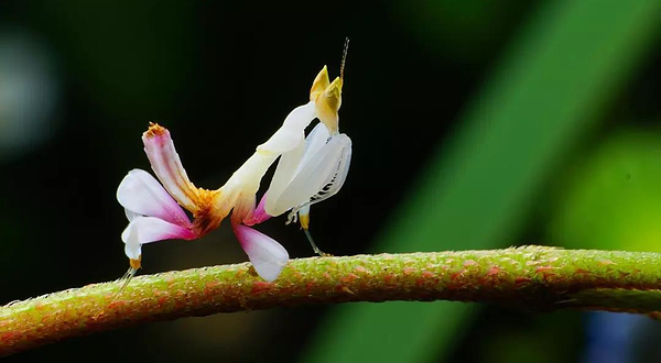 梦幻精灵沉浸式科普体验馆