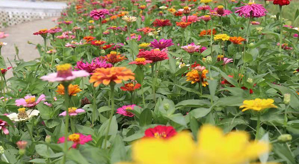 夫之河畔生态园