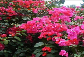 花台山景区第 13 张图片