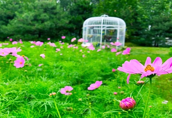 北京国际鲜花港第 14 张图片